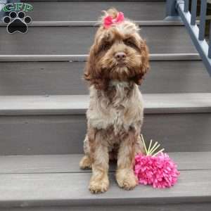 Willow, Cockapoo Puppy